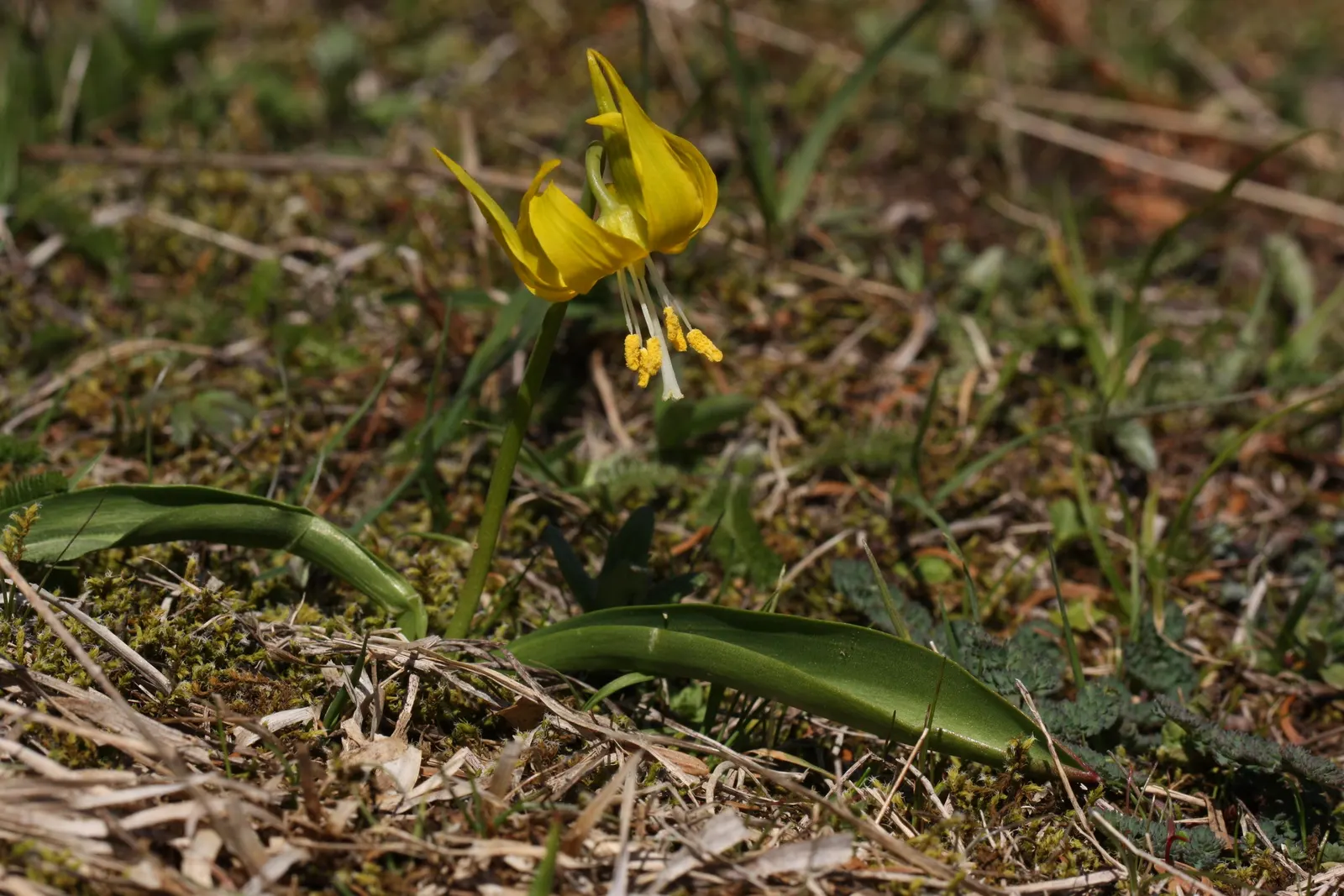 Glacier Lily (Erythronium Grandiflorum) — grass-like leaves are typically around 10 inches in length; this species notably graces the mountainous, image 60