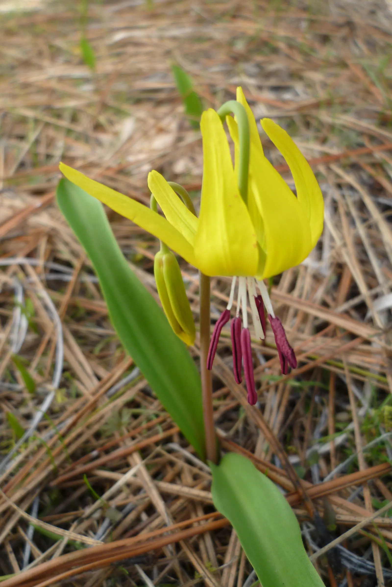 Glacier Lily (Erythronium Grandiflorum) — and other shade-loving perennials; from open woodlands to subalpine meadows.<br><br>In terms of size, image 91