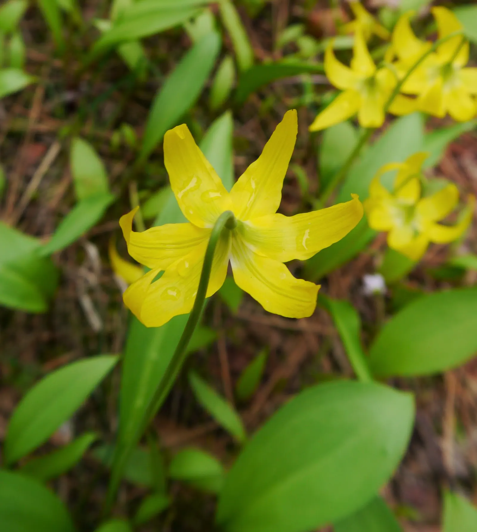 Glacier Lily (Erythronium Grandiflorum) — well-drained soils with an acidic to neutral pH; consider planting in groups for visual impact, image 63