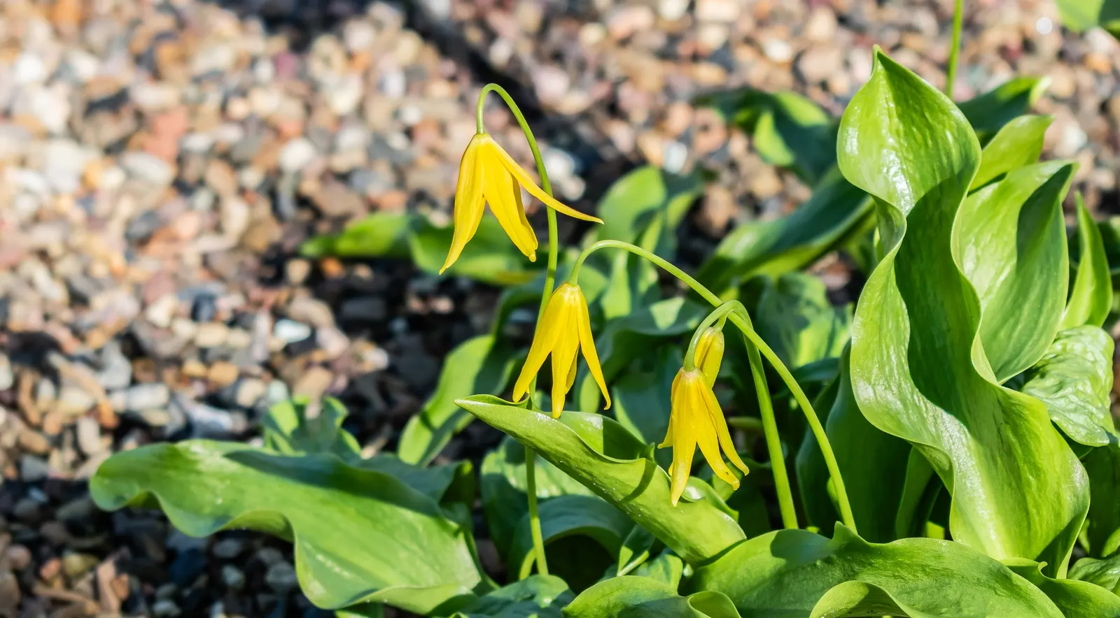 Glacier Lily (Erythronium Grandiflorum) — grass-like leaves are typically around 10 inches in length; this species notably graces the mountainous, image 84
