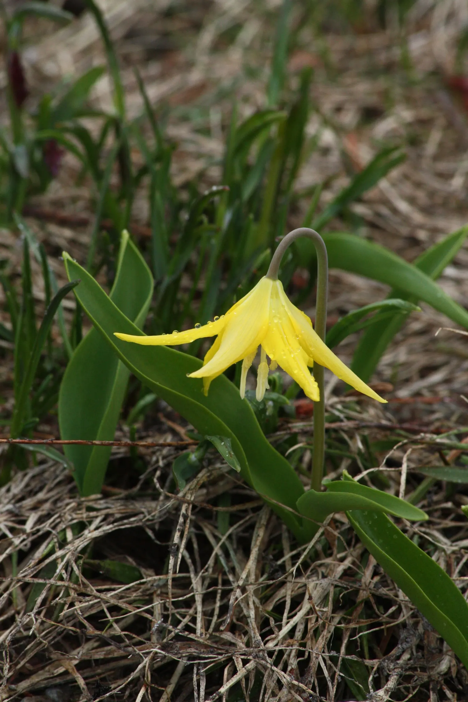 Glacier Lily (Erythronium Grandiflorum) — it adds a splash of color in woodland gardens and under deciduous trees; is a captivating perennial that brings a