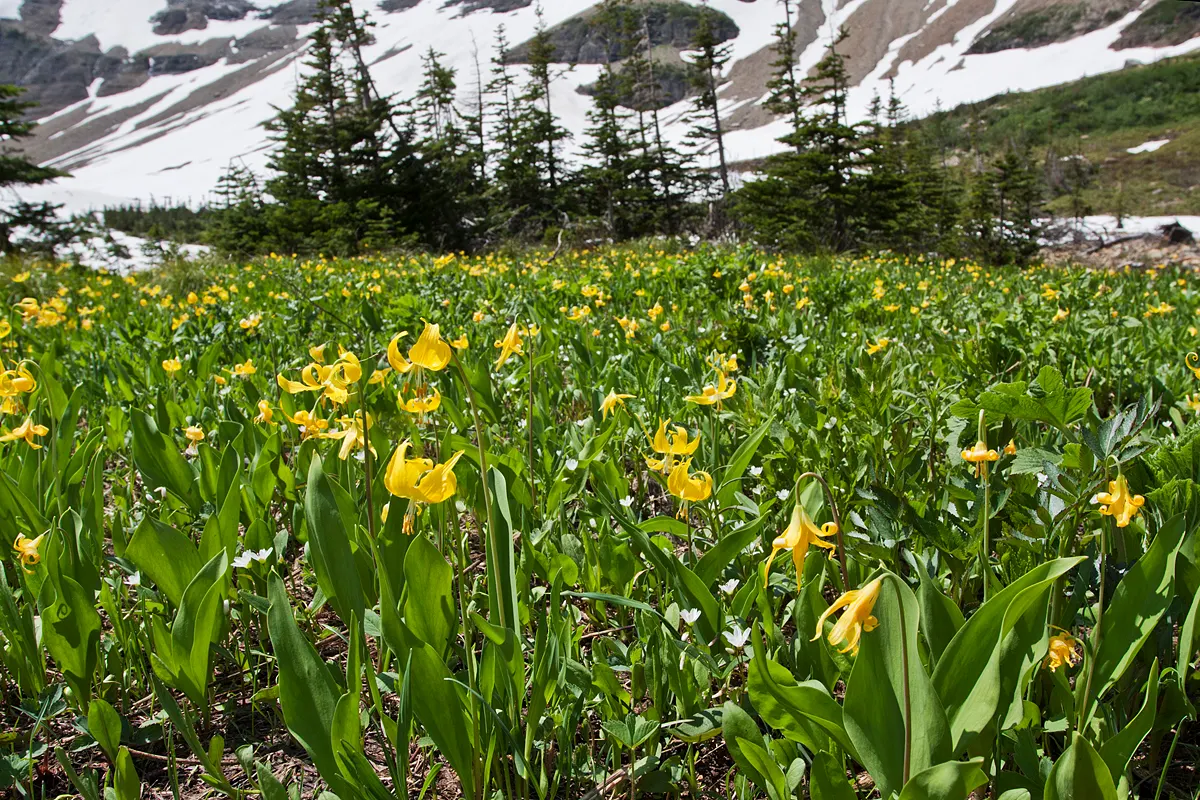 Glacier Lily (Erythronium Grandiflorum) — is a captivating perennial that brings a touch of alpine elegance to the landscape
