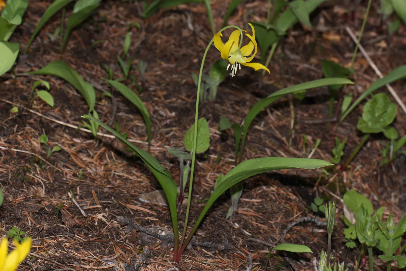 Glacier Lily (Erythronium Grandiflorum) — Blooming occurs from early to mid-spring; a partly shaded location mimics its native environment, though it can
