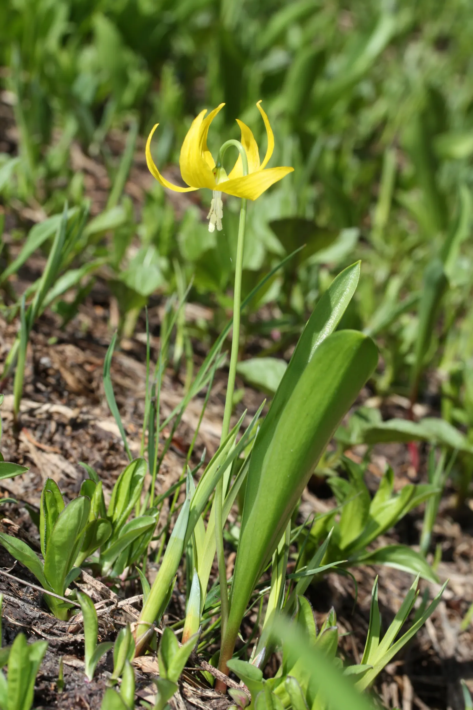 Glacier Lily (Erythronium Grandiflorum) — This species notably graces the mountainous regions of Western North America; grass-like leaves are, image 81