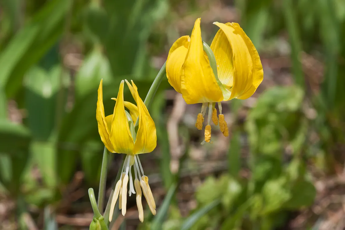 Glacier Lily (Erythronium Grandiflorum) — grass-like leaves are typically around 10 inches in length