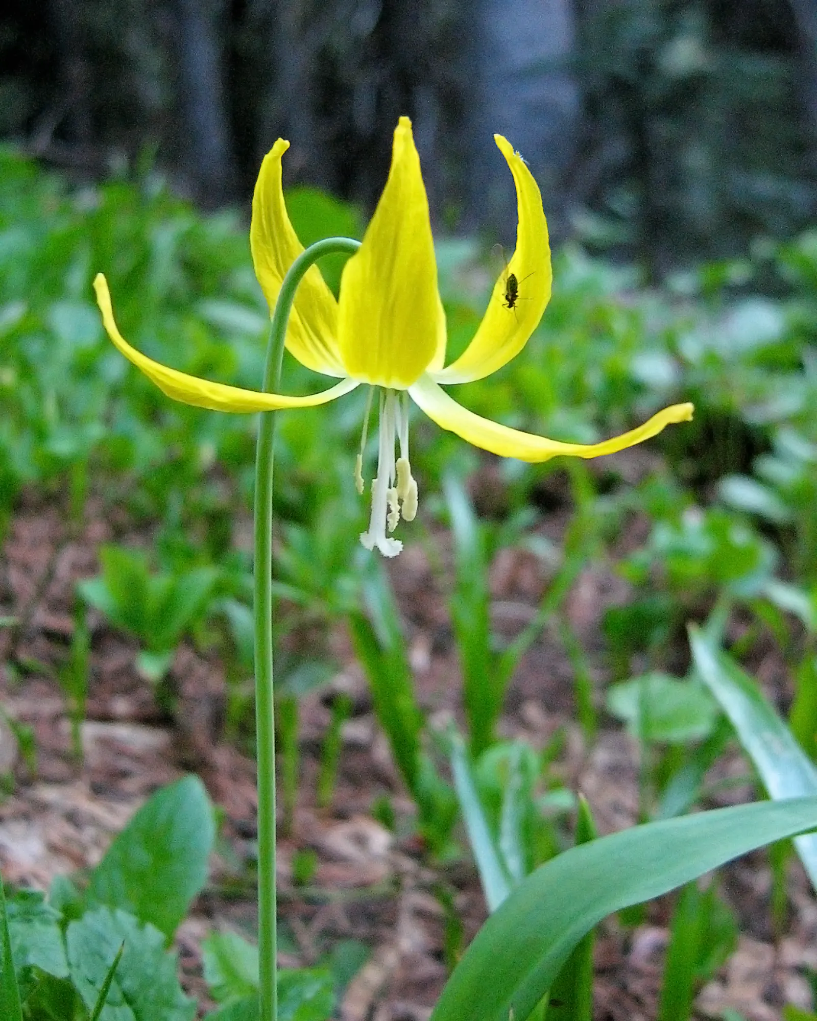 Glacier Lily (Erythronium Grandiflorum) — the Glacier Lily can reach heights between 6 to 12 inches and spreads out approximately 4 to 8 inches wide