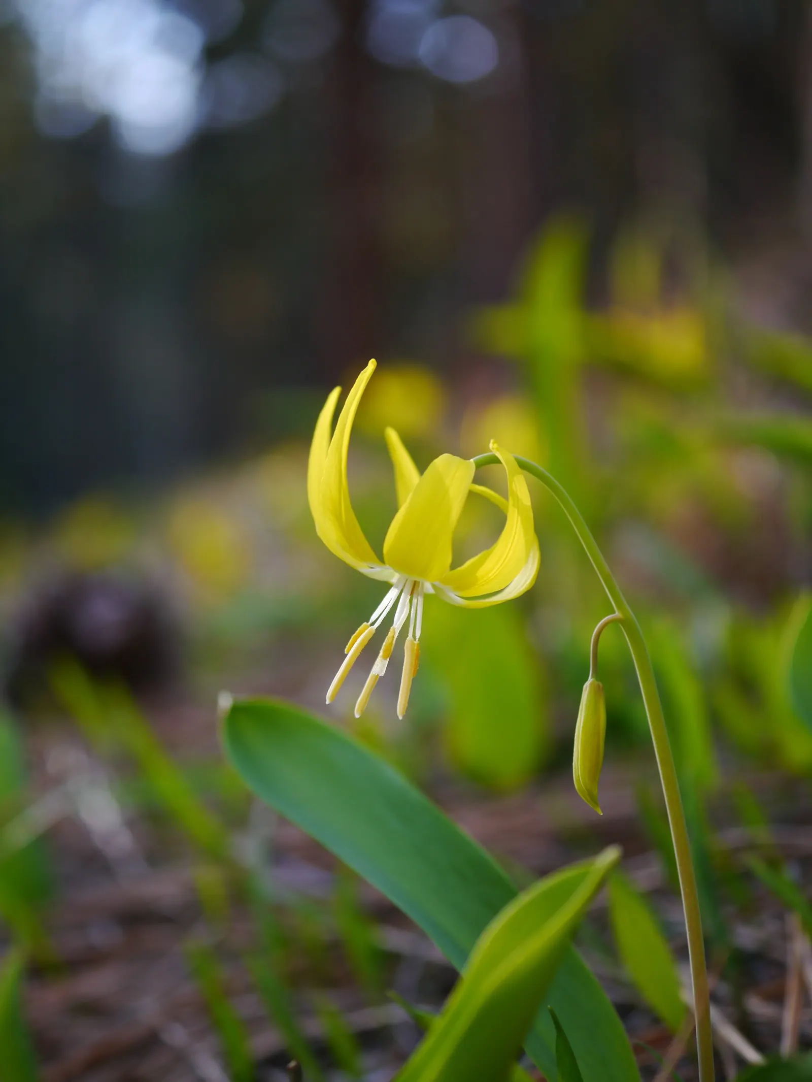 Glacier Lily (Erythronium Grandiflorum) — A partly shaded location mimics its native environment, though it can tolerate full sun in cooler, image 88