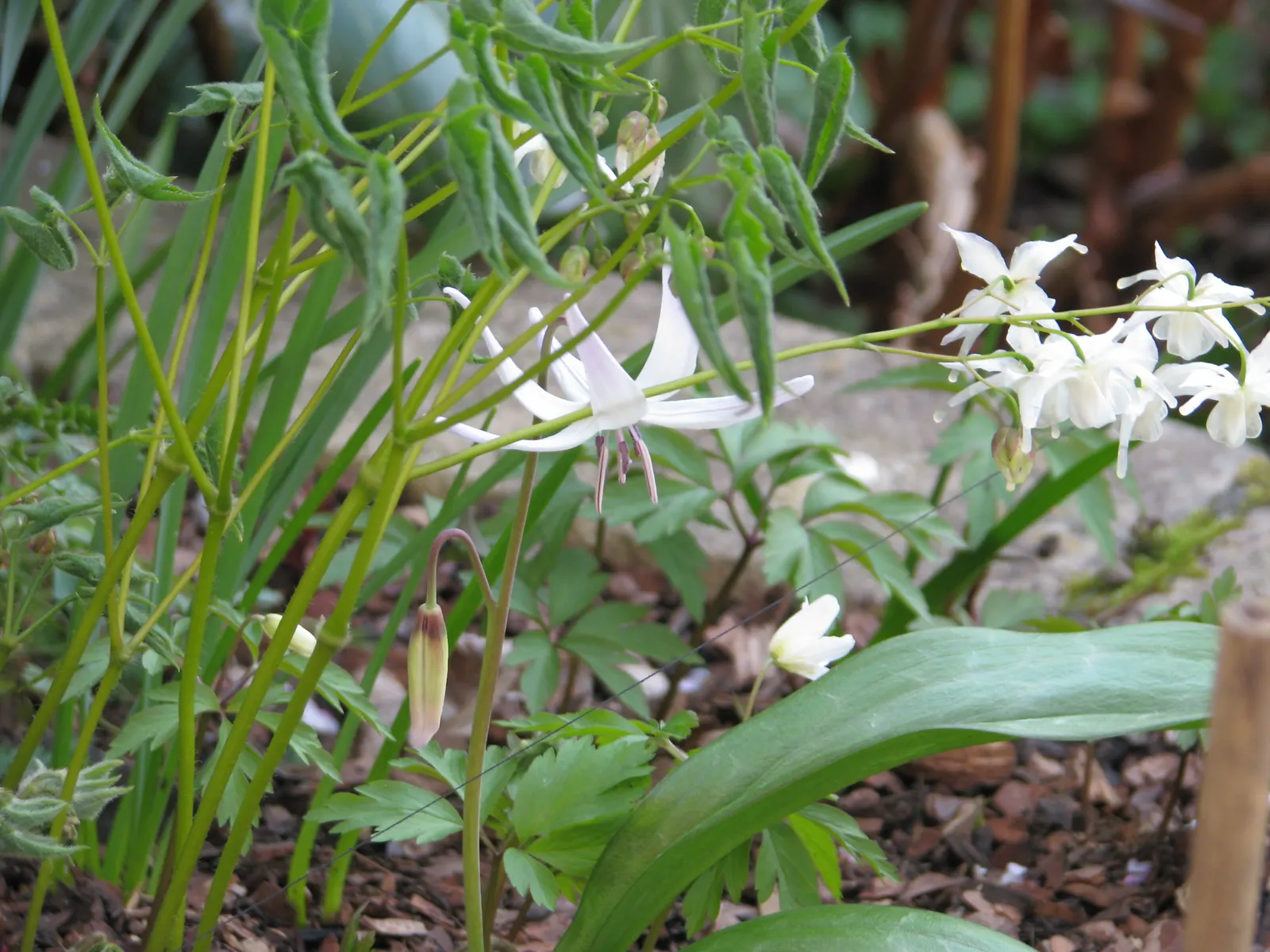 Glacier Lily (Erythronium Grandiflorum) — Ideal for naturalizing in shaded areas, it provides early-season nectar for pollinators; erythronium grandiflorum