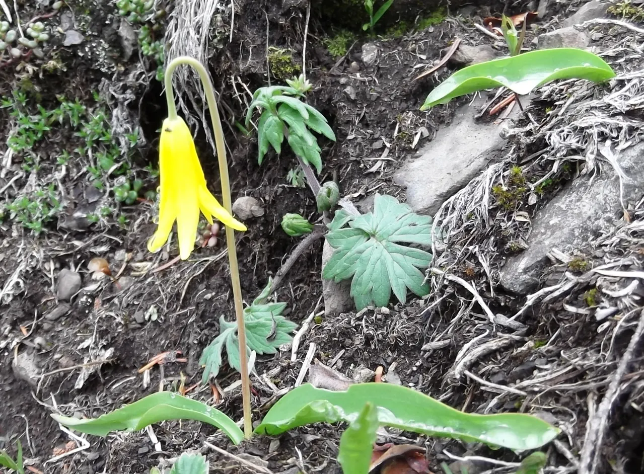 Glacier Lily (Erythronium Grandiflorum) — this plant can thrive with minimal care once established