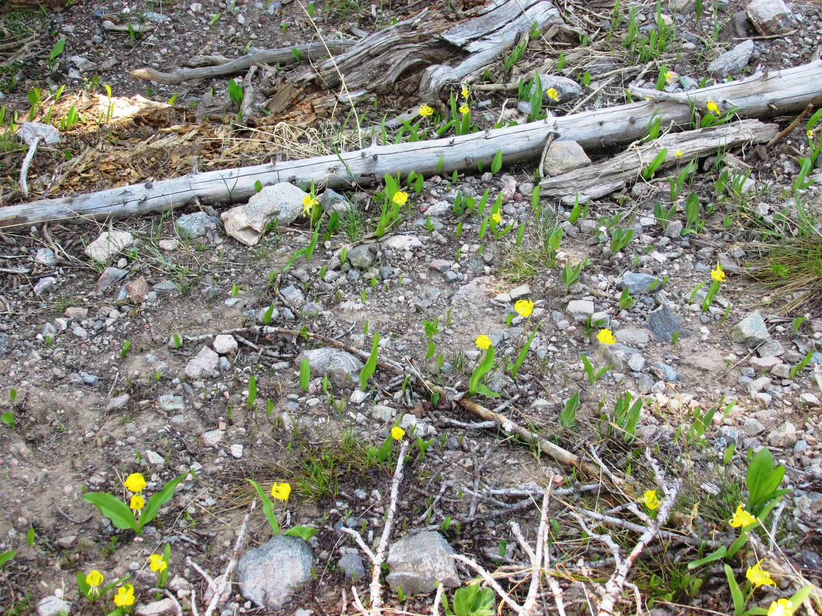 Glacier Lily (Erythronium Grandiflorum) — is a captivating perennial that brings a touch of alpine elegance to the landscape; it adds a splash of color in
