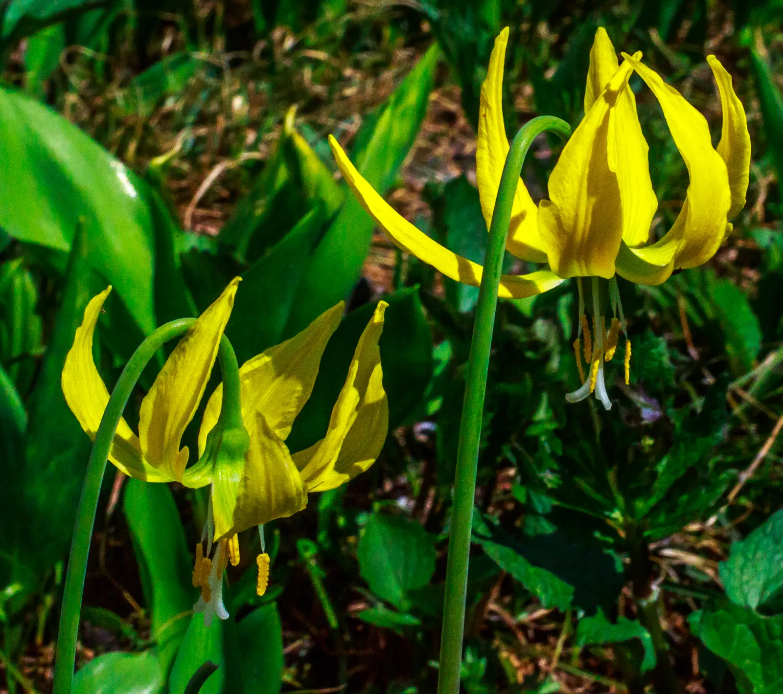 Glacier Lily (Erythronium Grandiflorum) — it adds a splash of color in woodland gardens and under deciduous trees; is a captivating perennial that, image 77