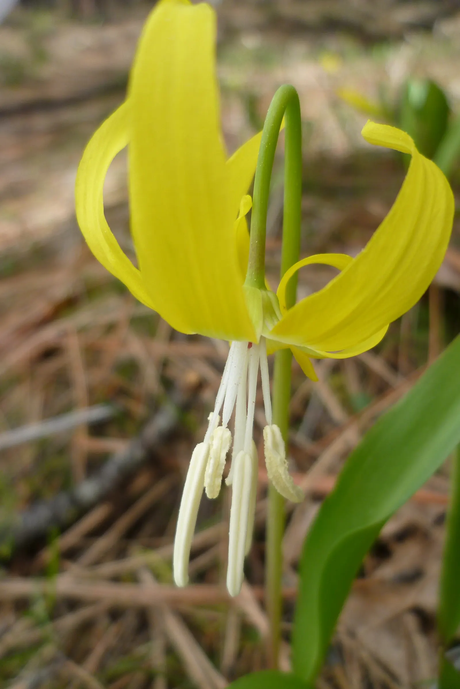 Glacier Lily (Erythronium Grandiflorum) — Flowers emerge in spring, reaching 8-20 inches in height, and thrive in well-drained, moist woodland, image 74