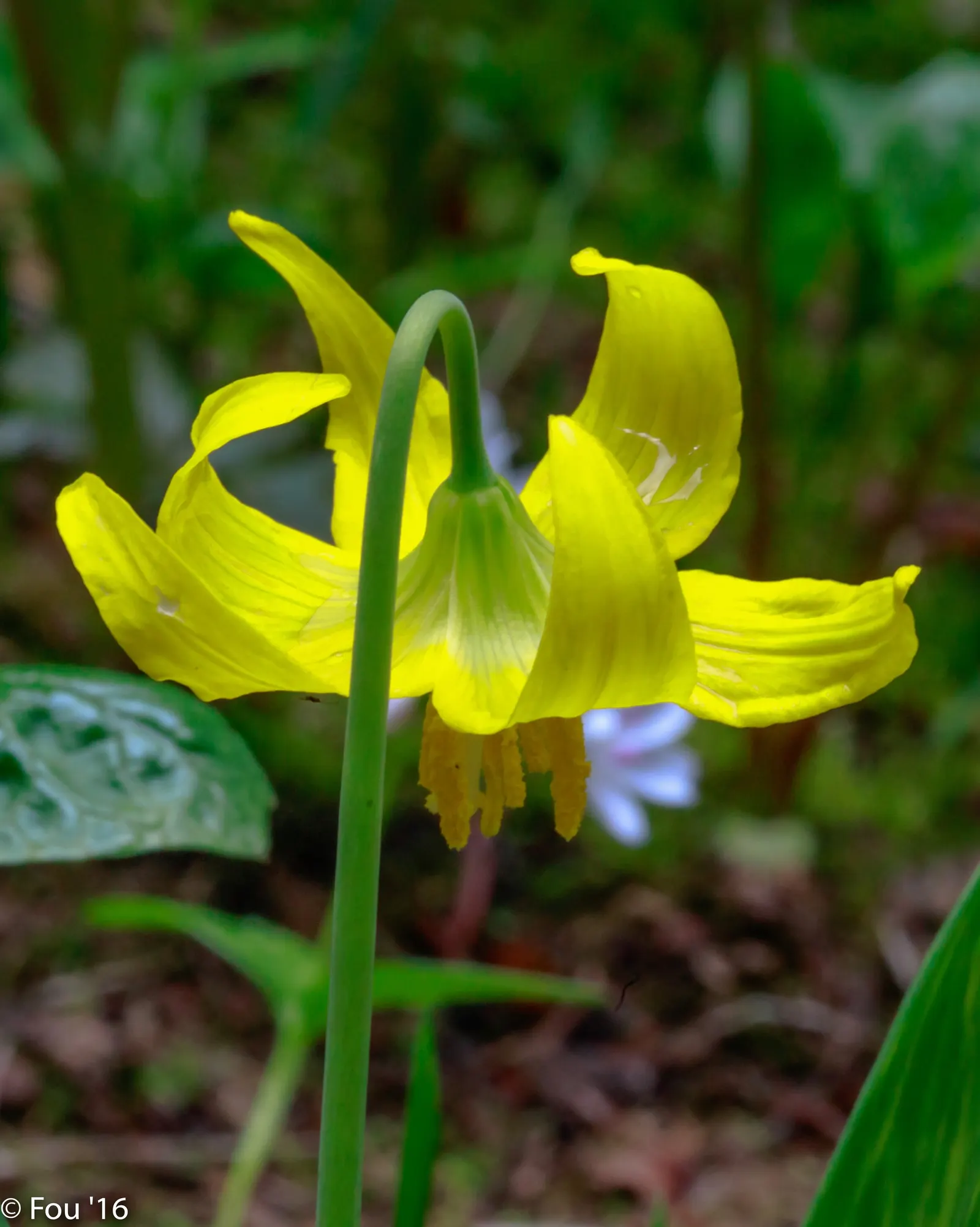 Glacier Lily (Erythronium Grandiflorum) — Hardy in Zones 3-8 and resistant to deer; the Glacier Lily, Erythronium grandiflorum, is a delicate native bulb known