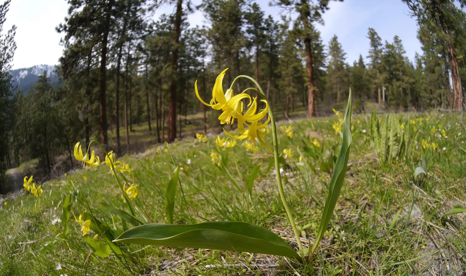 Glacier Lily (Erythronium Grandiflorum) — This species notably graces the mountainous regions of Western North America; grass-like leaves are typically around