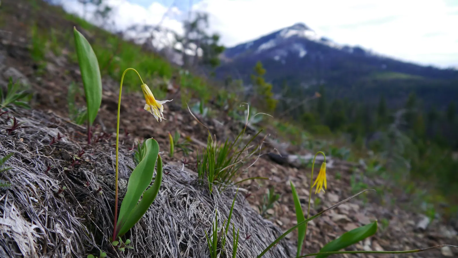 Glacier Lily (Erythronium Grandiflorum) — the Glacier Lily can reach heights between 6 to 12 inches and spreads out approximately 4 to 8 inches, image 83