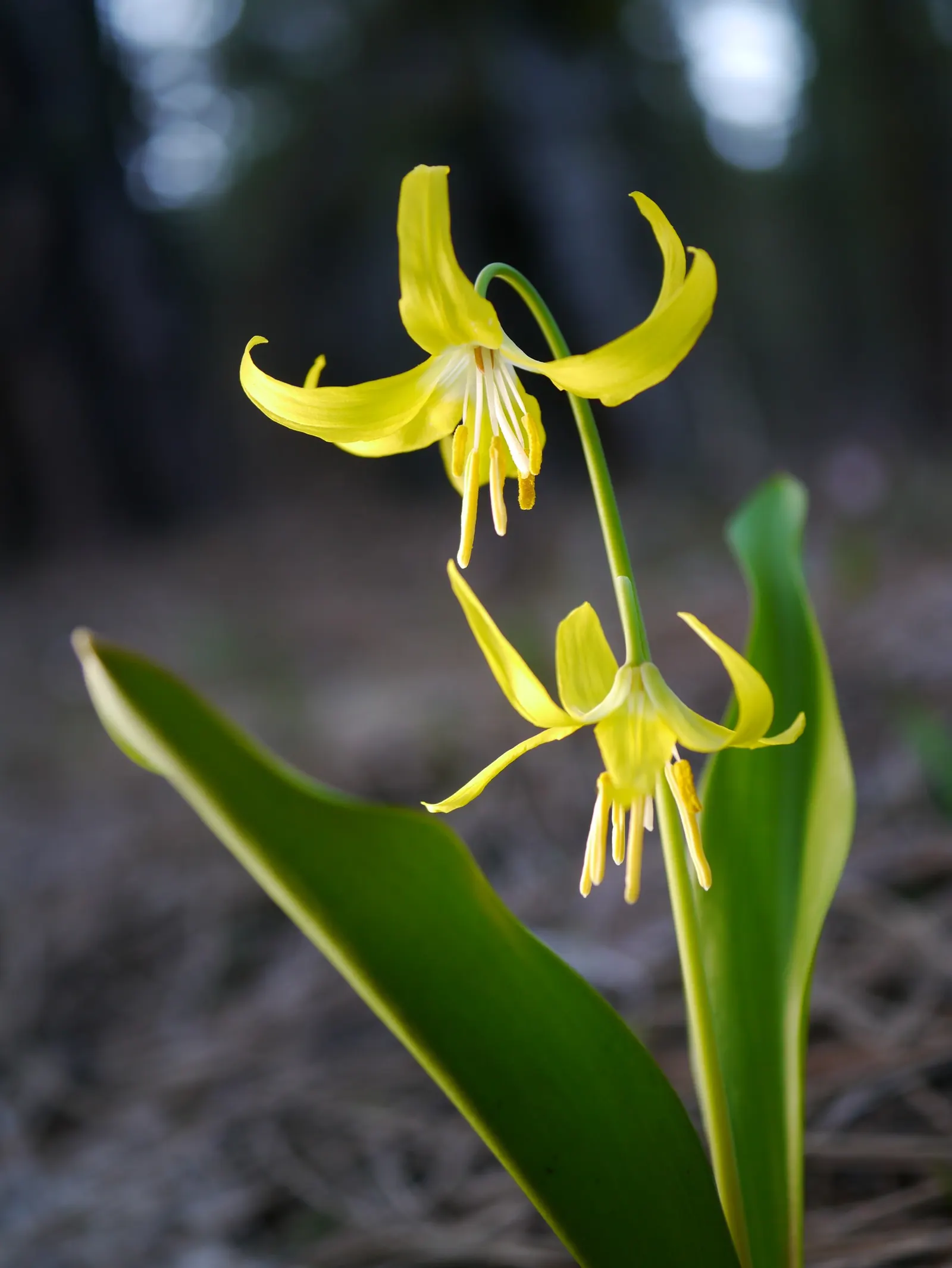 Glacier Lily (Erythronium Grandiflorum) — bulb with yellow blooms; the Glacier Lily prefers moist, image 71