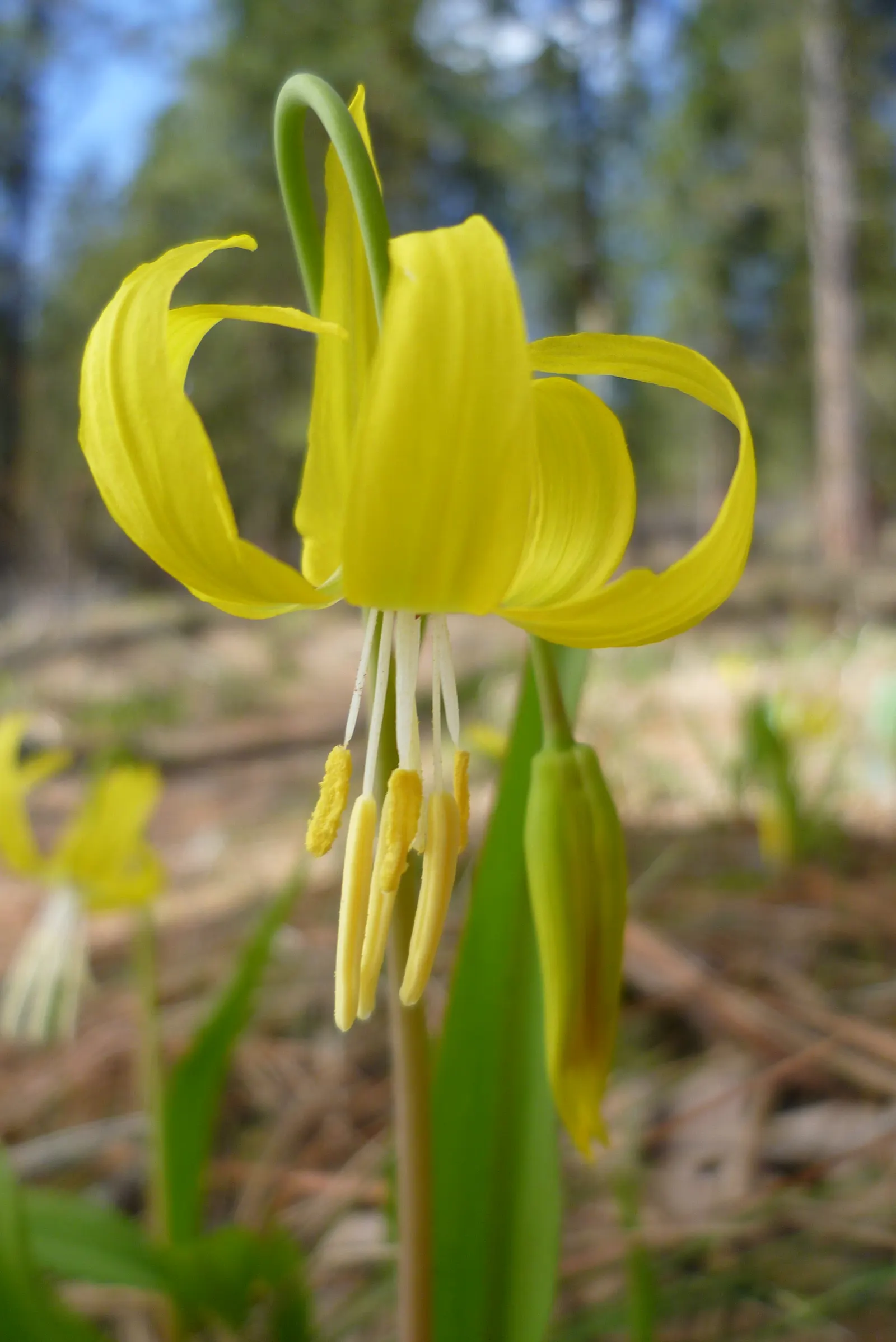 Glacier Lily (Erythronium Grandiflorum) — Hardy in Zones 3-8 and resistant to deer; the Glacier Lily, Erythronium grandiflorum, is a delicate, image 52