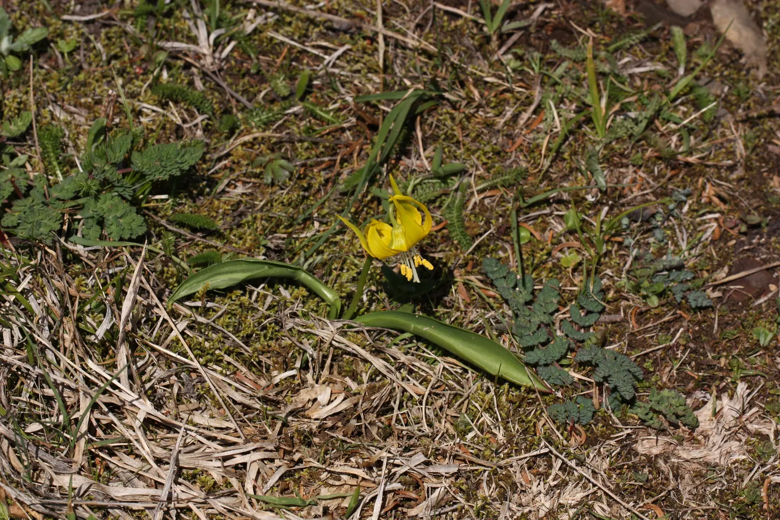 Glacier Lily (Erythronium Grandiflorum) — requiring only occasional watering during extended dry periods