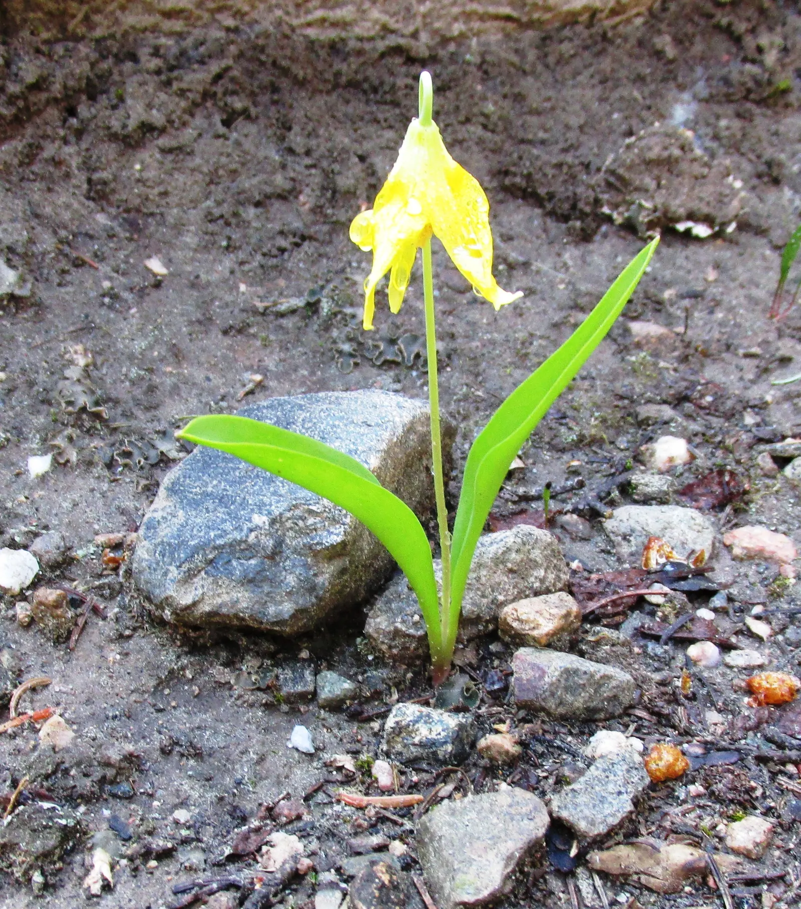 Glacier Lily (Erythronium Grandiflorum) — scientifically known as Erythronium grandiflorum; yellow flowers in the garden, image 55