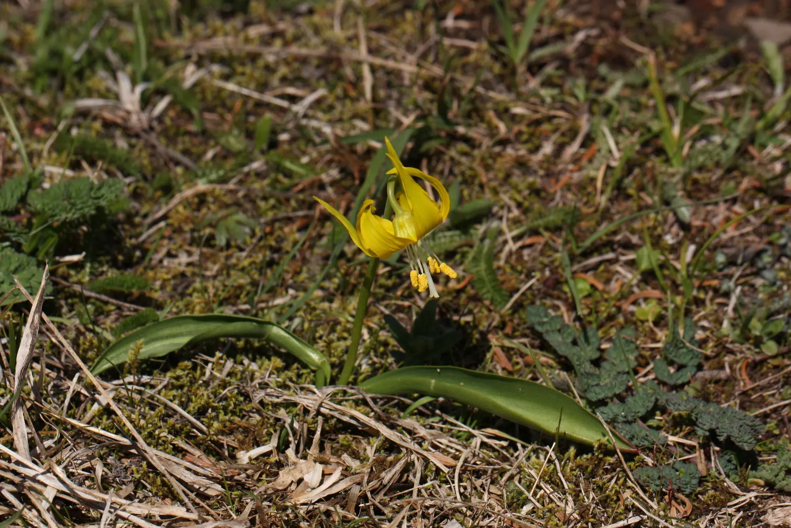 Glacier Lily (Erythronium Grandiflorum) — well-drained soils with an acidic to neutral pH