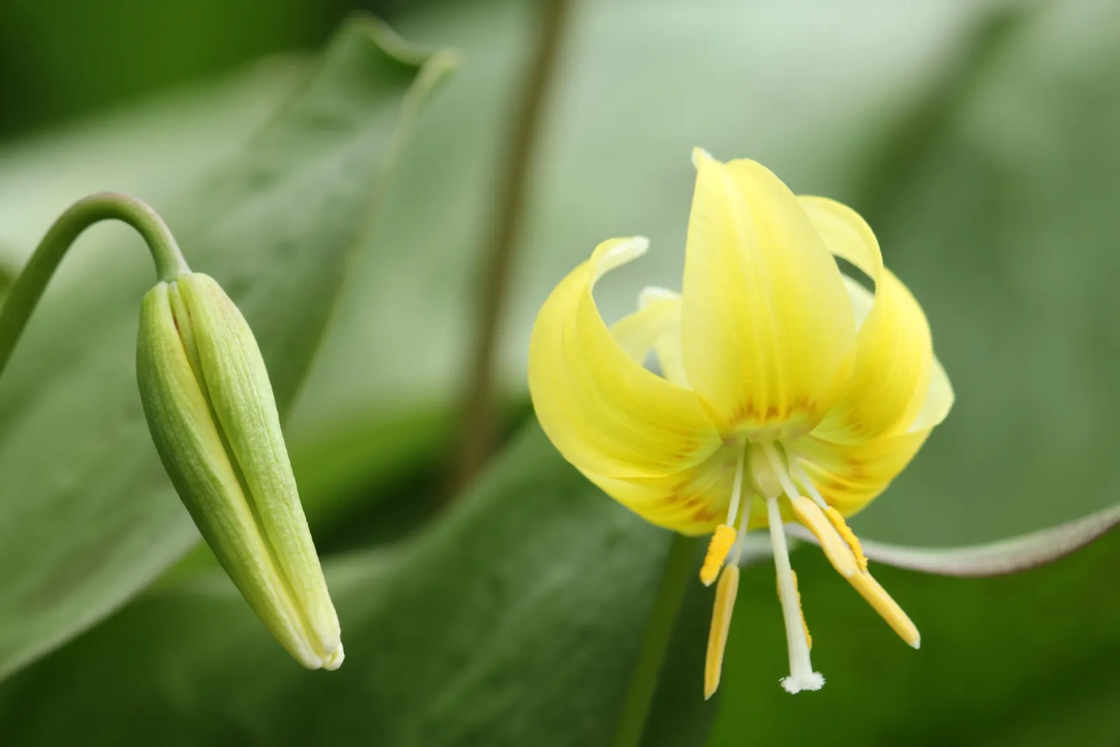 Glacier Lily (Erythronium Grandiflorum) — well-drained soils with an acidic to neutral pH; consider planting in groups for visual impact
