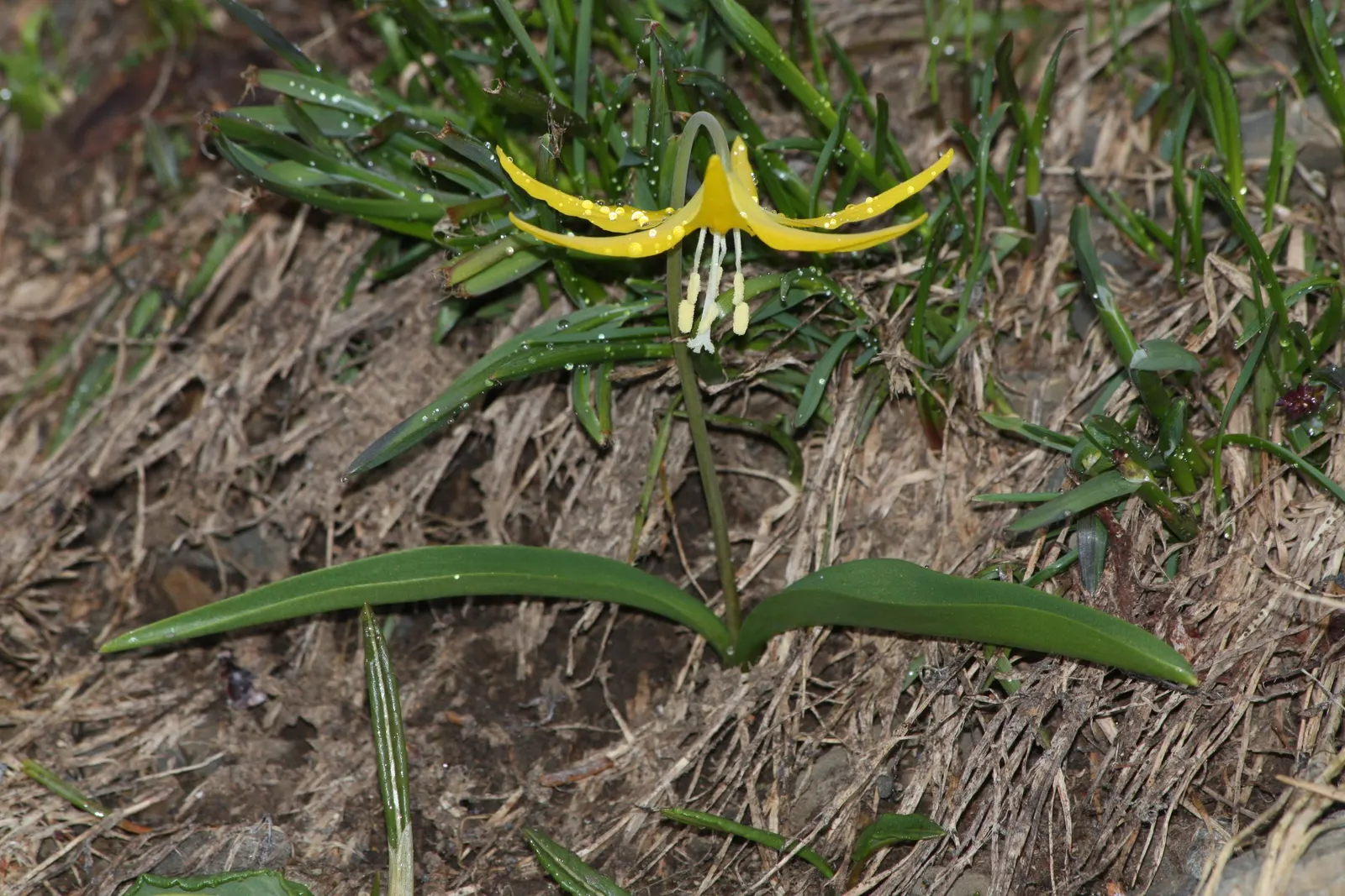 Glacier Lily (Erythronium Grandiflorum) — Erythronium grandiflorum provides a charming glimpse of wildflower beauty and pairs well with ferns; ideal for