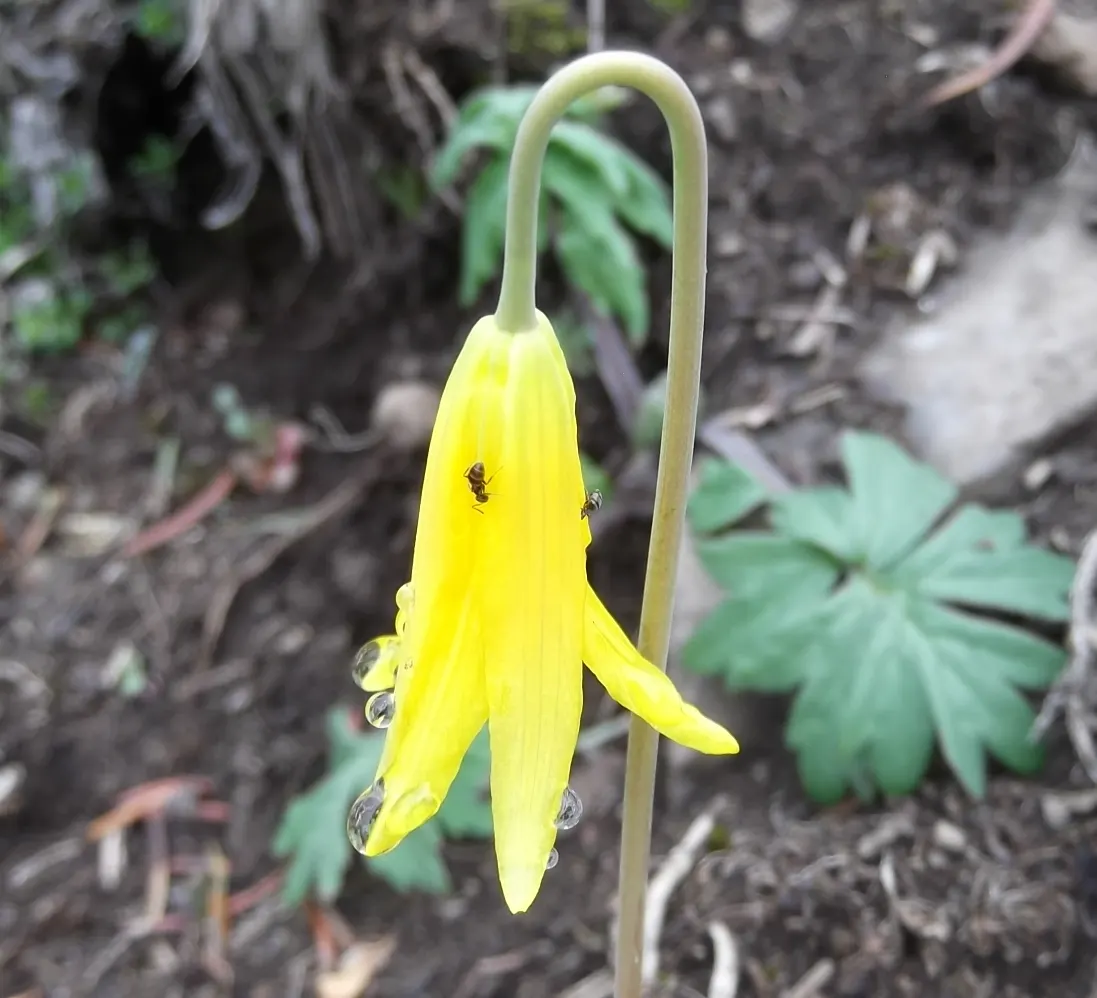 Glacier Lily (Erythronium Grandiflorum) — Flowers emerge in spring, reaching 8-20 inches in height, and thrive in well-drained, moist woodland soils; the