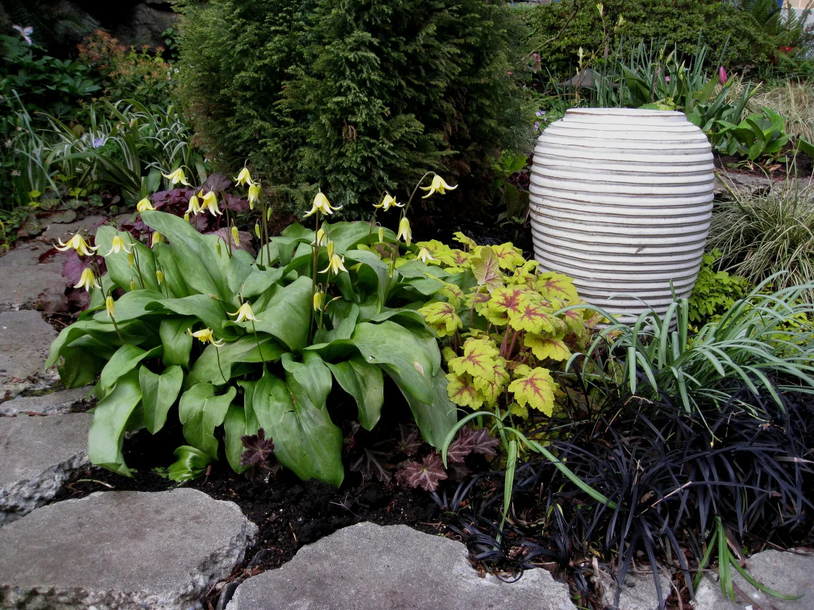 Glacier Lily (Erythronium Grandiflorum) — this plant can thrive with minimal care once established; consider planting Glacier Lilies in naturalized, image 68
