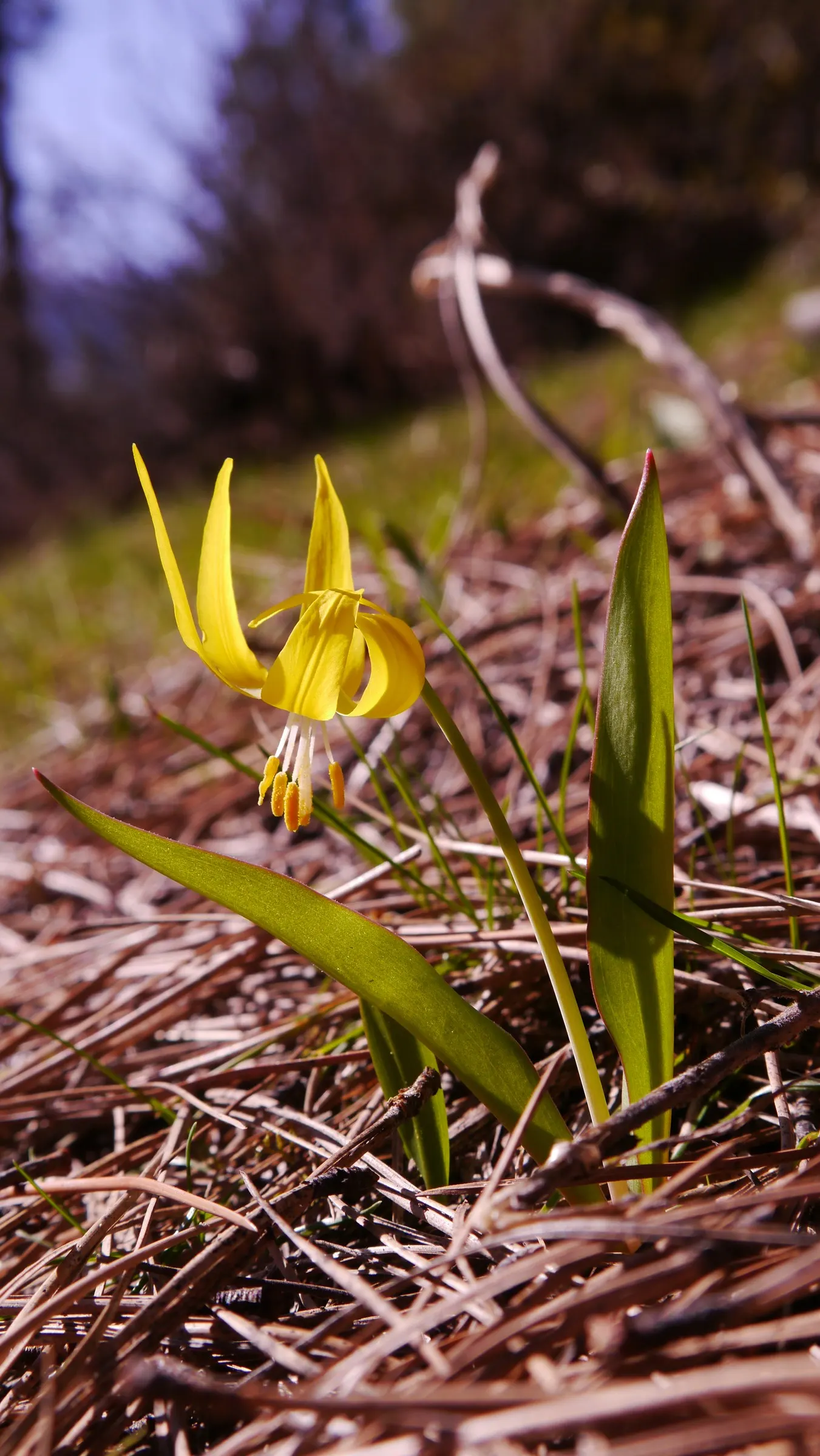 Glacier Lily (Erythronium Grandiflorum) — bulb for full or half or shade; requiring only occasional watering during extended dry periods