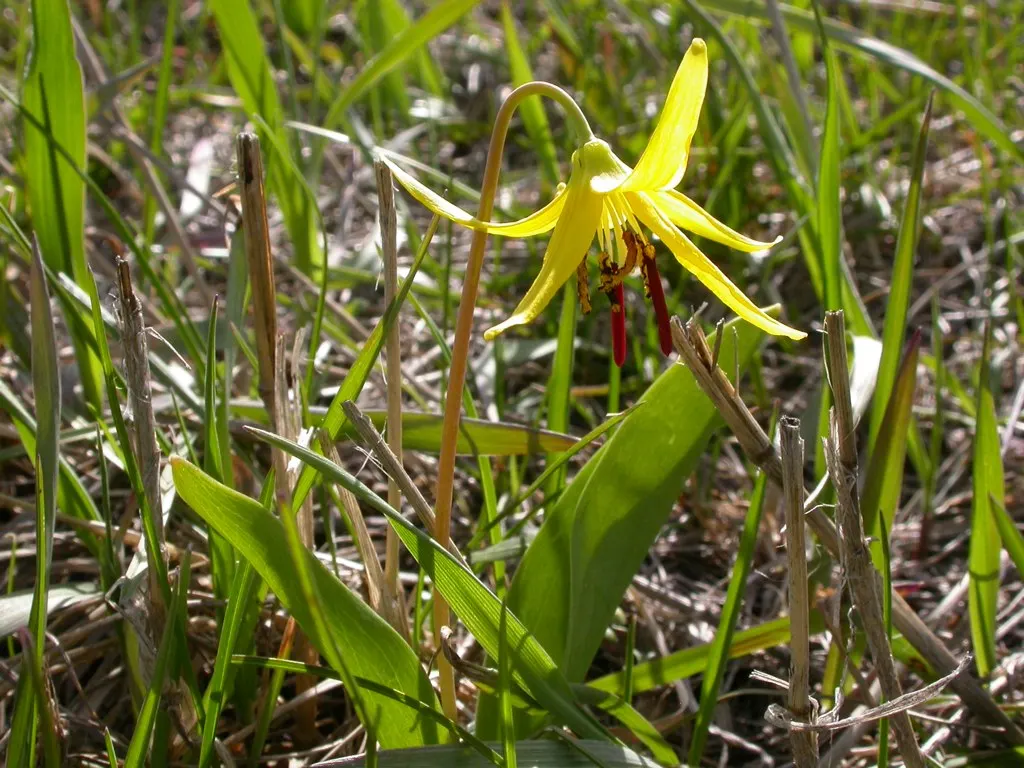 Glacier Lily (Erythronium Grandiflorum) — consider planting Glacier Lilies in naturalized woodland areas; this plant can thrive with minimal care, image 65
