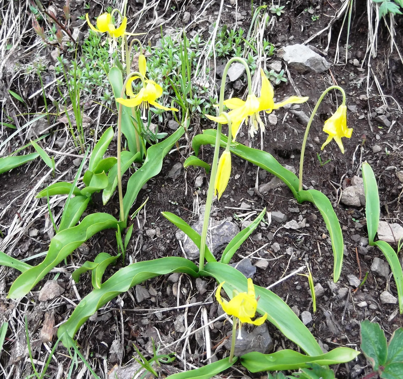 Glacier Lily (Erythronium Grandiflorum) — from open woodlands to subalpine meadows.<br><br>In terms of size