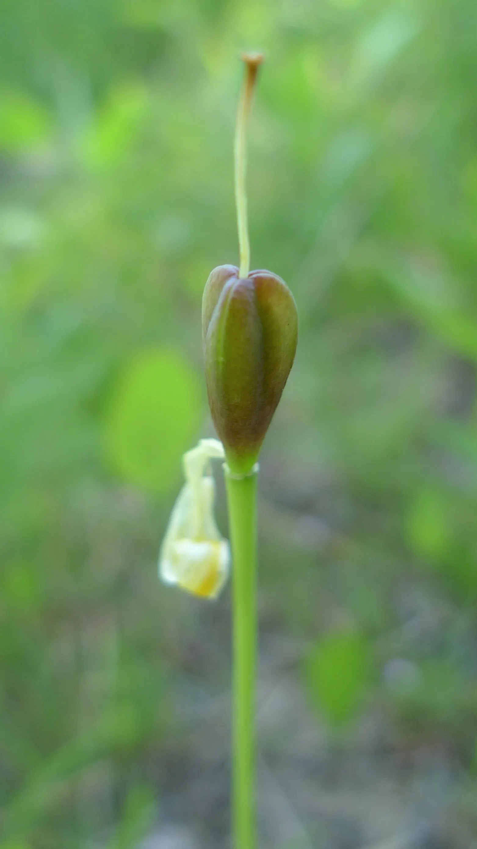 Glacier Lily (Erythronium Grandiflorum) — bulb with yellow blooms