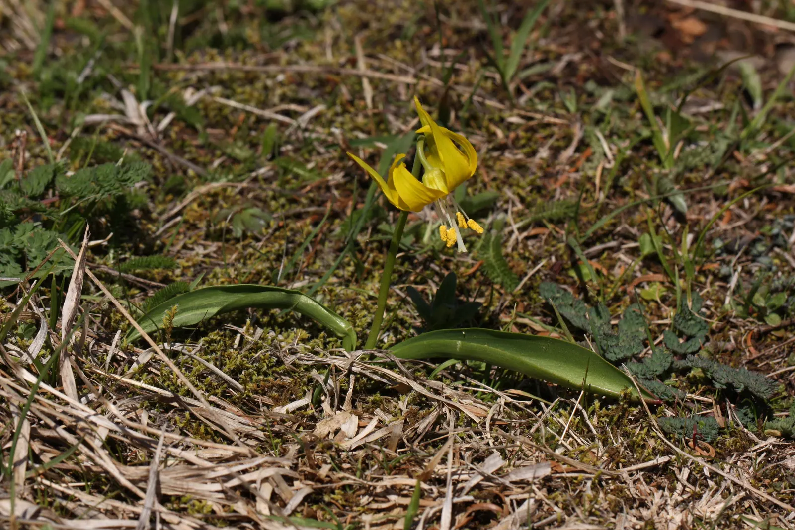 Glacier Lily (Erythronium Grandiflorum) — is a captivating perennial that brings a touch of alpine elegance to the landscape; it adds a splash of, image 56