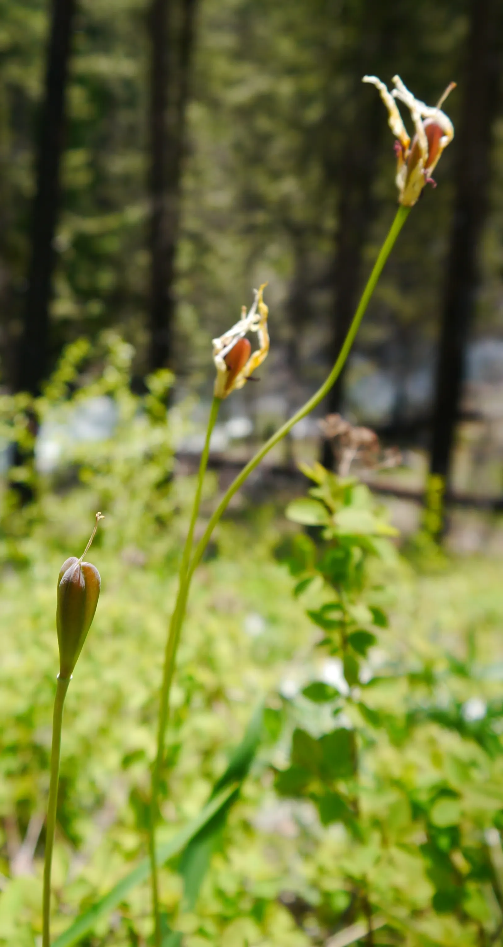 Glacier Lily (Erythronium Grandiflorum) — requiring only occasional watering during extended dry periods; bulb for full or half or shade, image 93