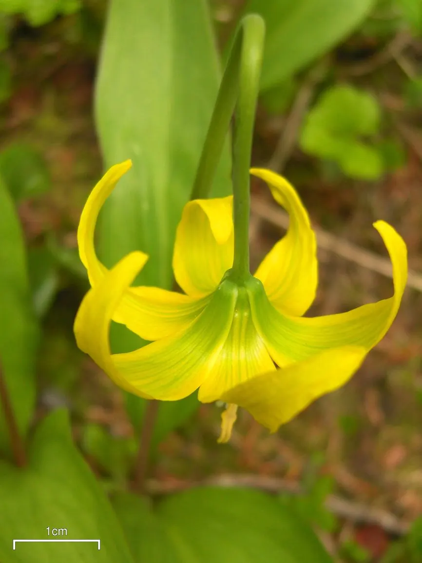 Glacier Lily (Erythronium Grandiflorum) — it adds a splash of color in woodland gardens and under deciduous trees