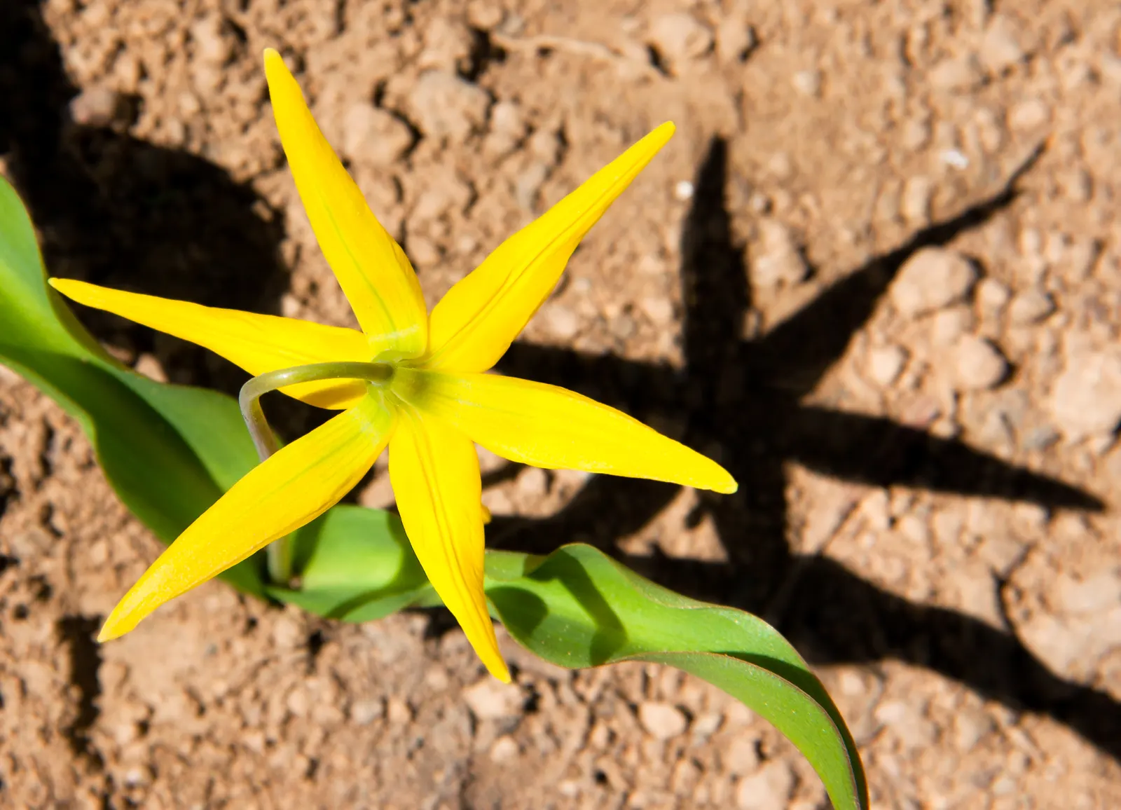 Glacier Lily (Erythronium Grandiflorum) — bulb for full or half or shade