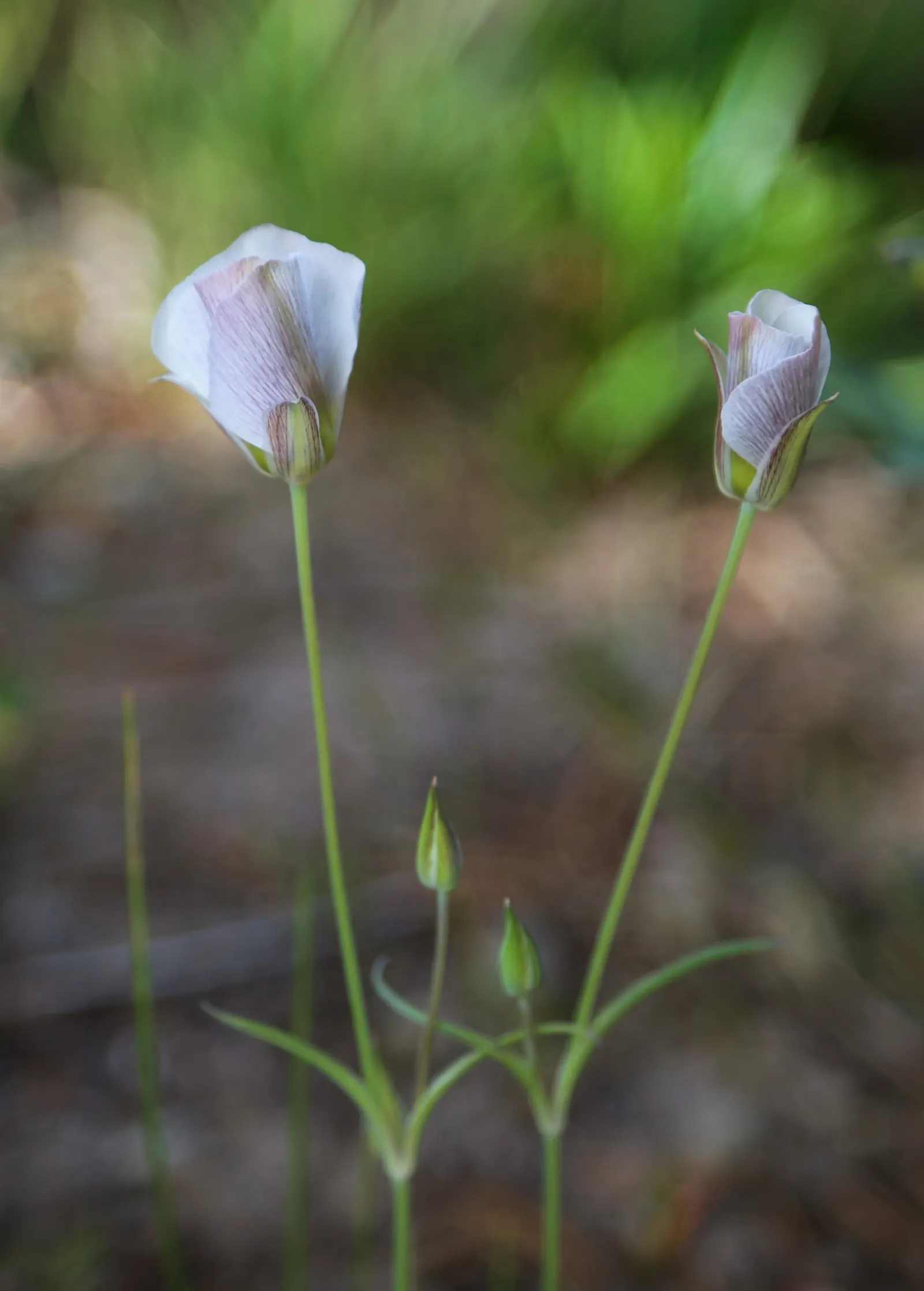 Glacier Lily (Erythronium Grandiflorum) — from open woodlands to subalpine meadows.<br><br>In terms of size; and other shade-loving perennials, image 58