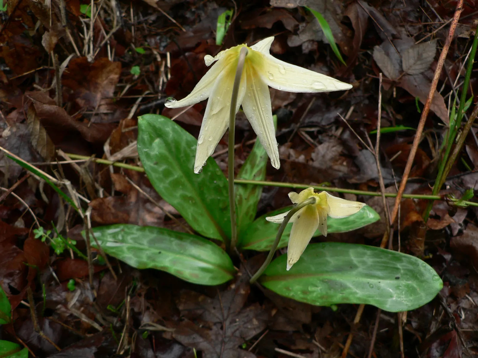 Glacier Lily (Erythronium Grandiflorum) — Blooming occurs from early to mid-spring
