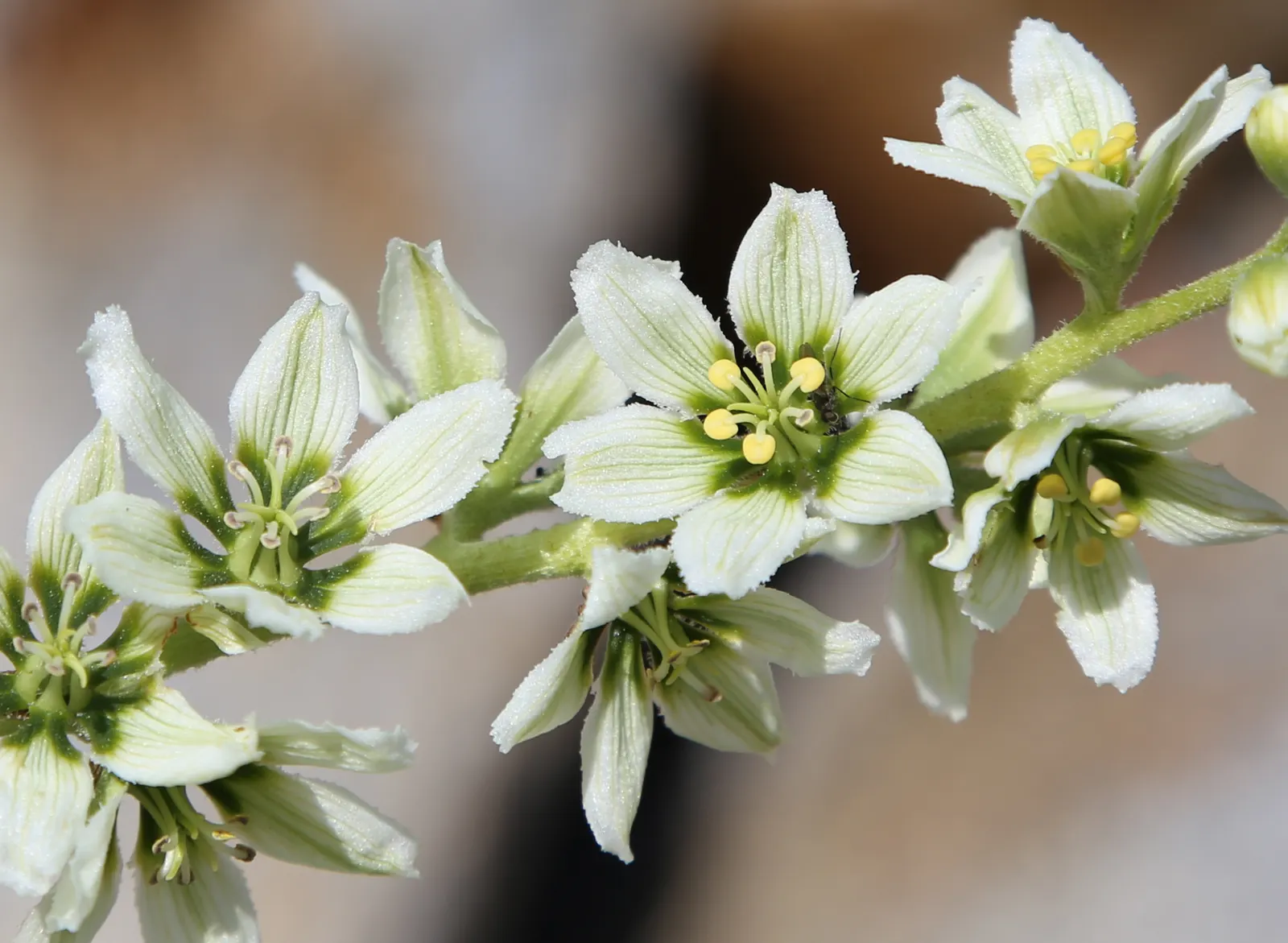 Glacier Lily (Erythronium Grandiflorum) — The Glacier Lily, Erythronium grandiflorum, is a delicate native bulb known for its bright yellow blooms; hardy in