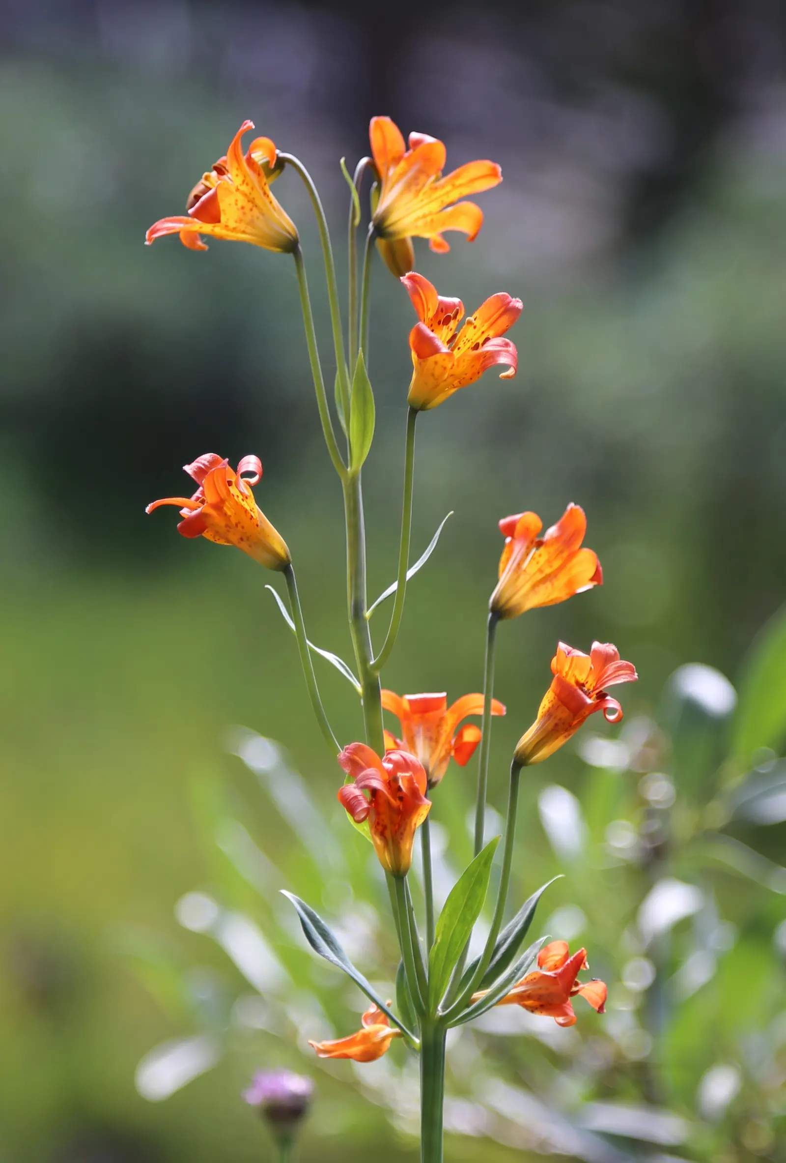 Glacier Lily (Erythronium Grandiflorum) — requiring only occasional watering during extended dry periods; bulb for full or half or shade