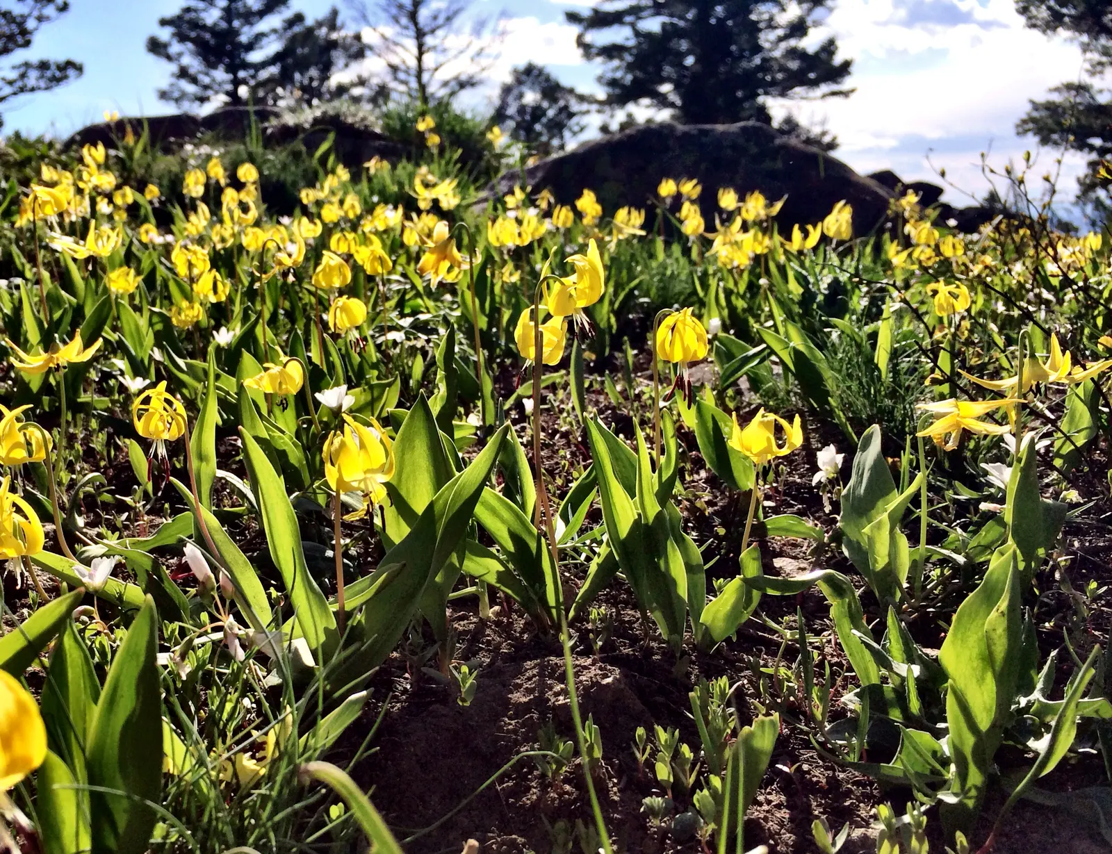 Glacier Lily (Erythronium Grandiflorum) — bulb for full or half or shade; requiring only occasional watering during extended dry periods, image 72