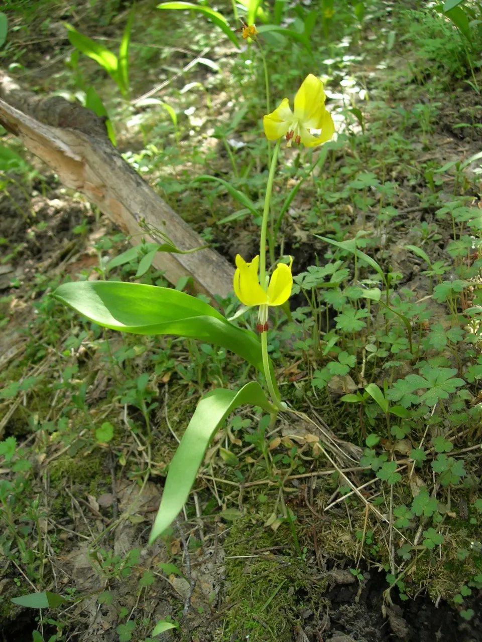 Glacier Lily (Erythronium Grandiflorum) — Ideal for naturalizing in shaded areas, it provides early-season nectar for pollinators; erythronium, image 75