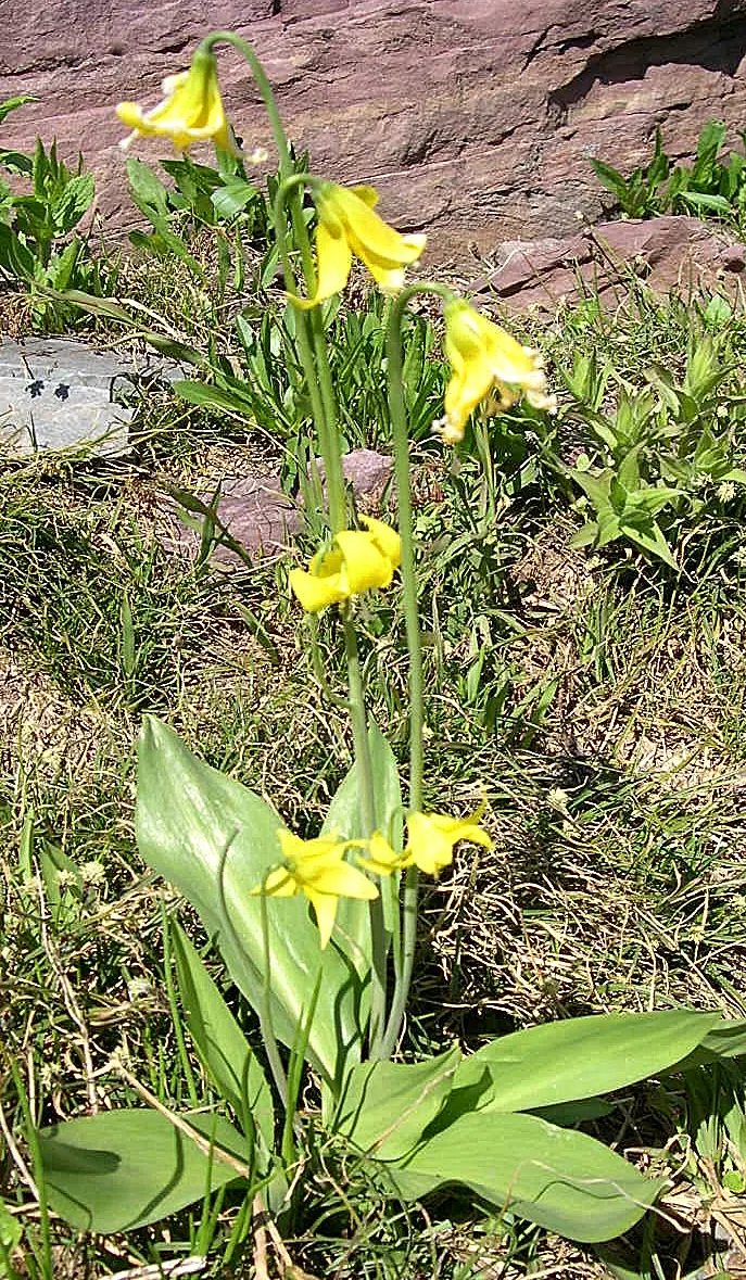 Glacier Lily (Erythronium Grandiflorum) — grass-like leaves are typically around 10 inches in length; this species notably graces the mountainous regions of