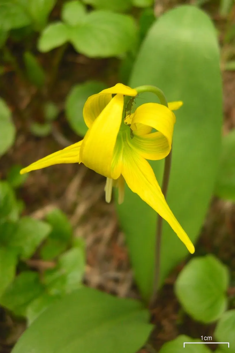 Glacier Lily (Erythronium Grandiflorum) — Ideal for naturalizing in shaded areas, it provides early-season nectar for pollinators; erythronium, image 51
