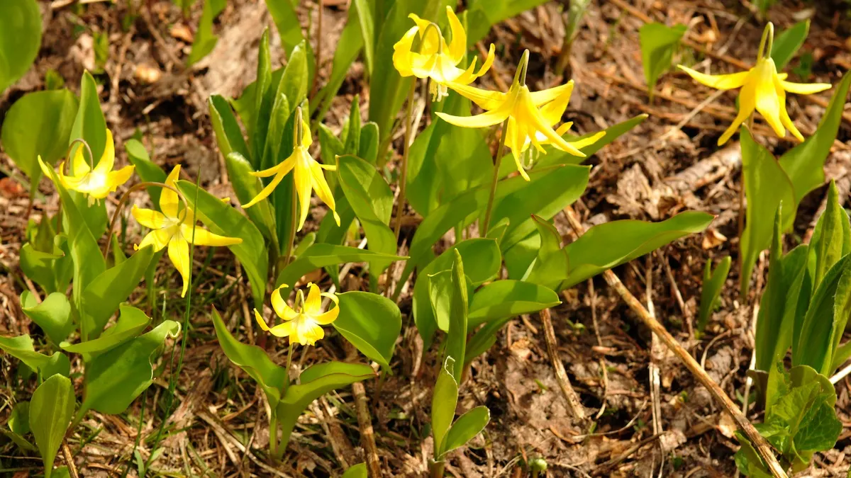 Glacier Lily (Erythronium Grandiflorum) — well-drained soils with an acidic to neutral pH; consider planting in groups for visual impact, image 87