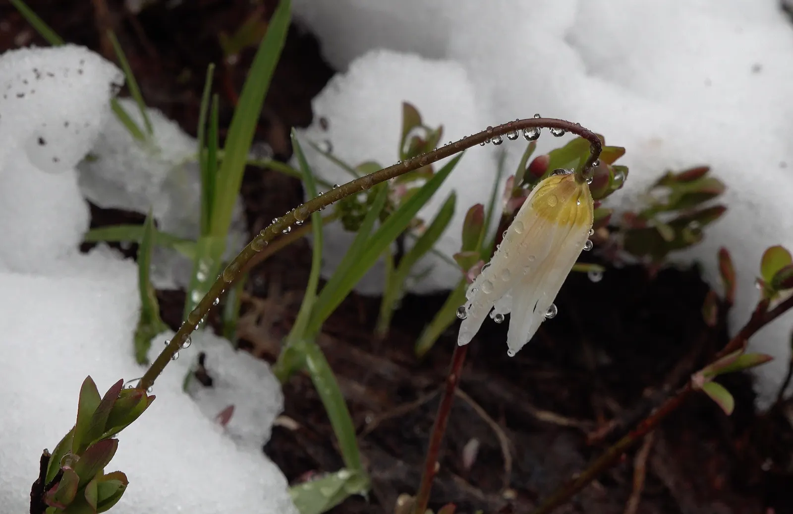 Glacier Lily (Erythronium Grandiflorum) — from open woodlands to subalpine meadows.<br><br>In terms of size; and other shade-loving perennials