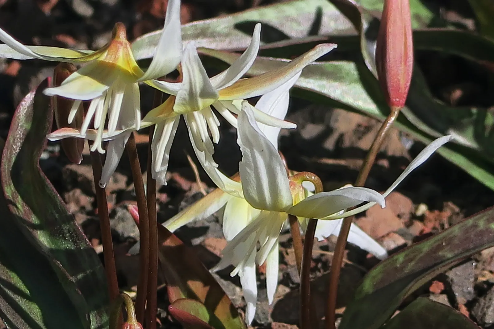 Glacier Lily (Erythronium Grandiflorum) — and other shade-loving perennials