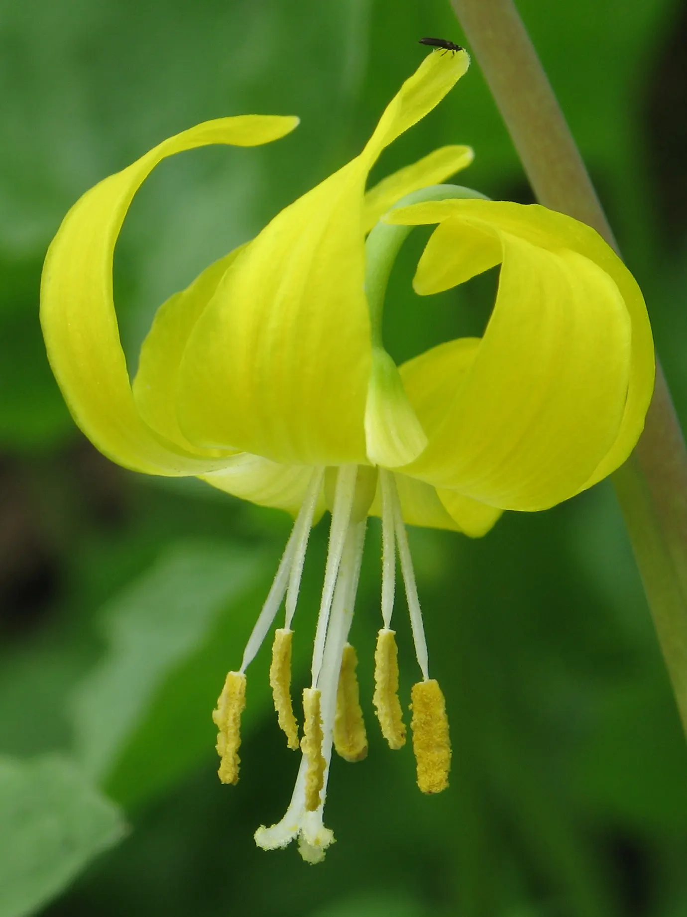 Glacier Lily (Erythronium Grandiflorum) — scientifically known as Erythronium grandiflorum; yellow flowers in the garden