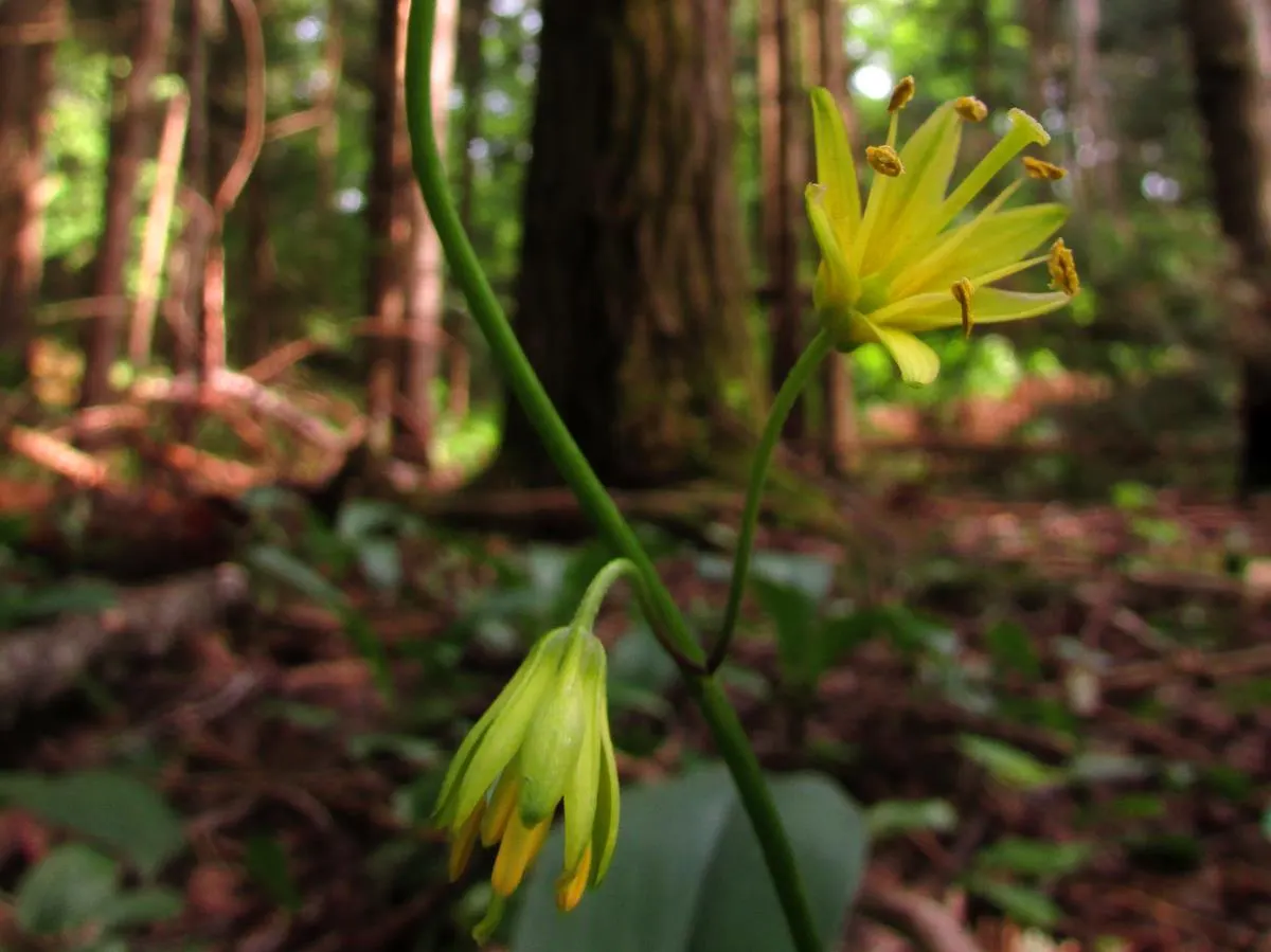 Glacier Lily (Erythronium Grandiflorum) — consider planting Glacier Lilies in naturalized woodland areas