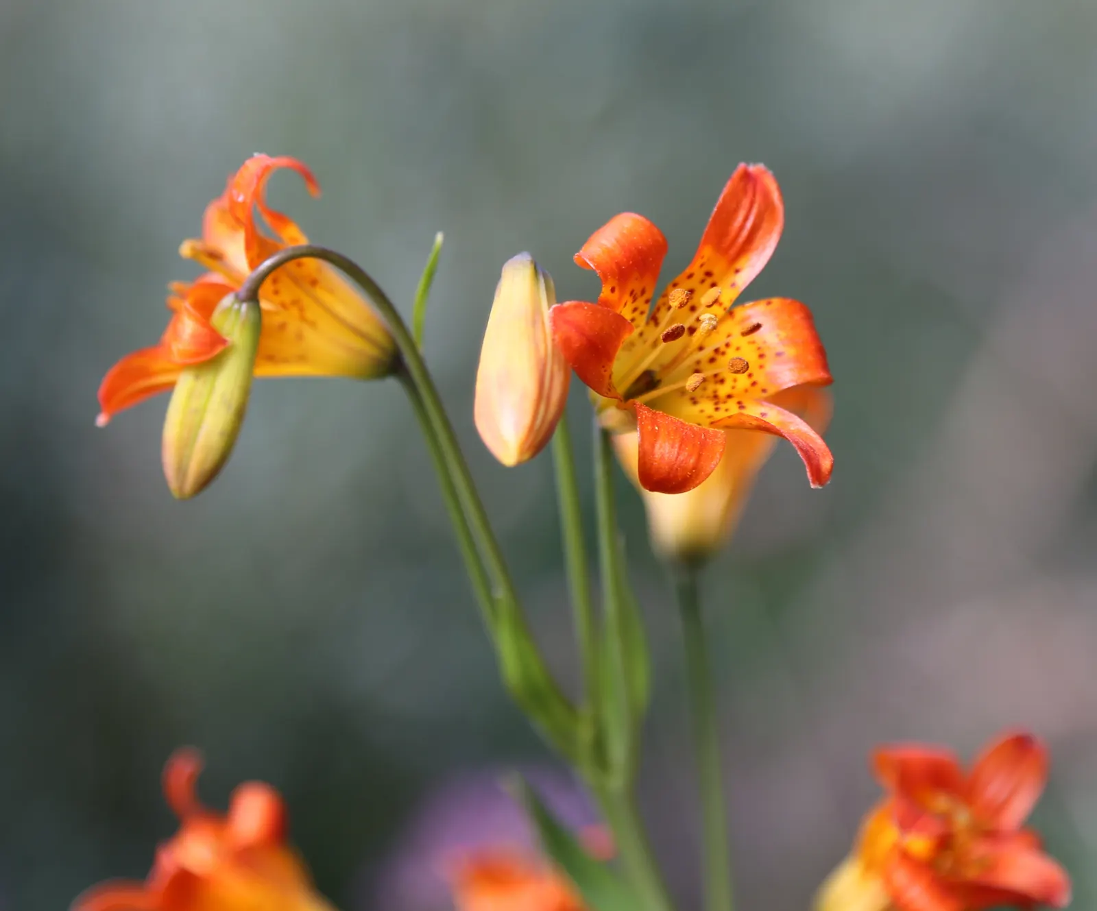 Glacier Lily (Erythronium Grandiflorum) — Flowers emerge in spring, reaching 8-20 inches in height, and thrive in well-drained, moist woodland soils